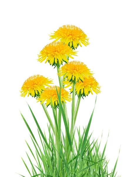 Dandelions In Grass — Stock Photo, Image