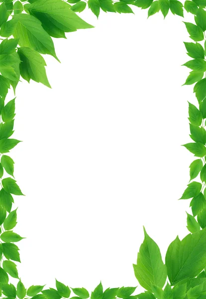 Green Leaves Frame — Stock Photo, Image