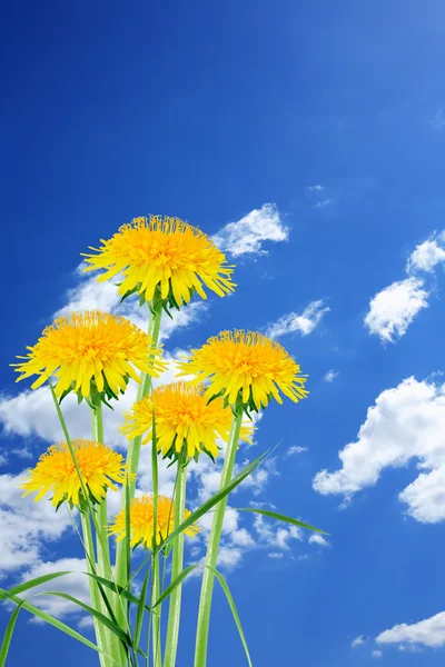Dandelions On Sky — Stock Photo, Image