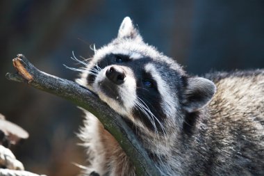Racoon portre