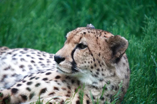 Portrait de guépard — Photo