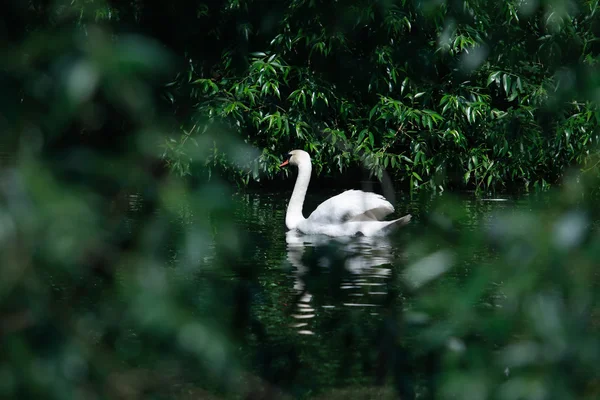 Swan bland bladen — Stockfoto