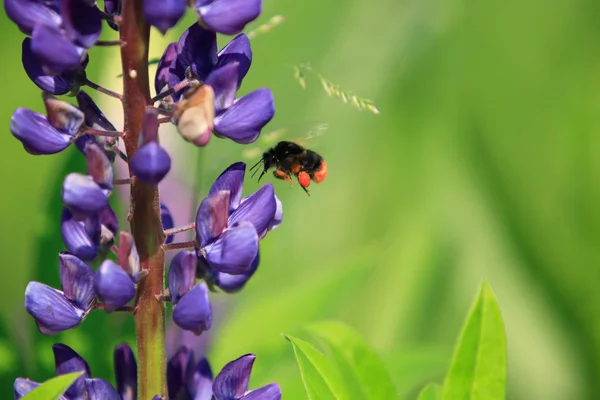 Flying Bumblebee — Stock Photo, Image