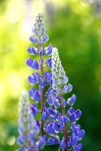 Blommande lupiner — Stockfoto