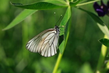 Beyaz lahana kelebek