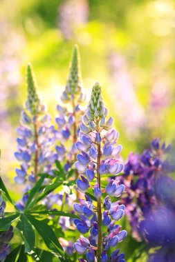 çiçek açan lupines