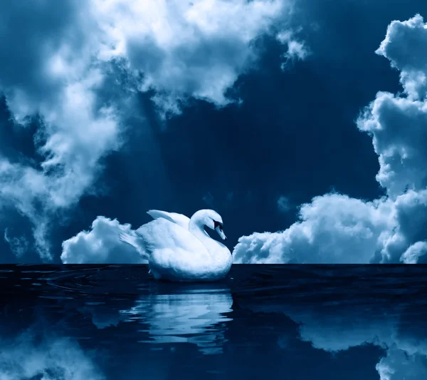 Cisne sob nuvens — Fotografia de Stock