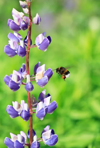 Flying Bumblebee — Stock Photo, Image
