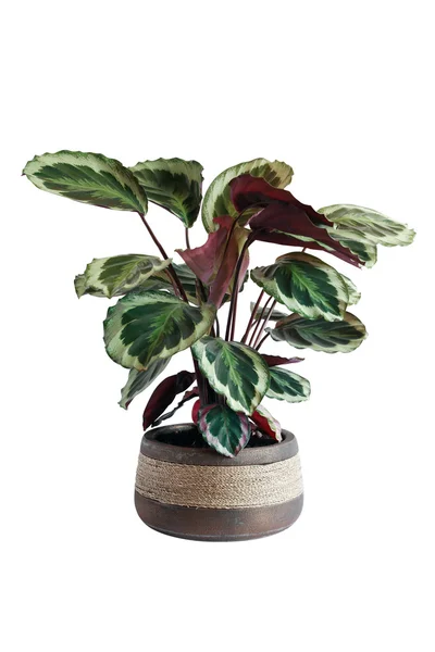 Potted Plant — Stock Photo, Image