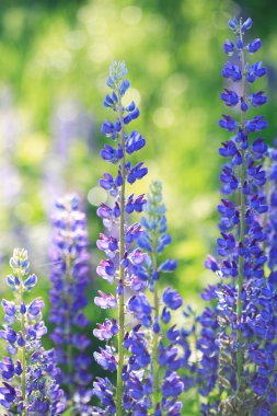 çiçek açan lupines