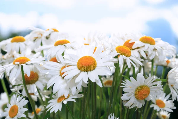 Madeliefjes — Stockfoto