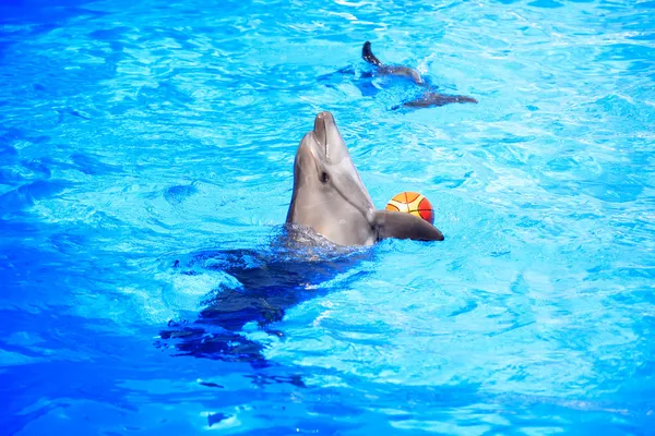 Dolphin Playing With Ball — Stock Photo, Image