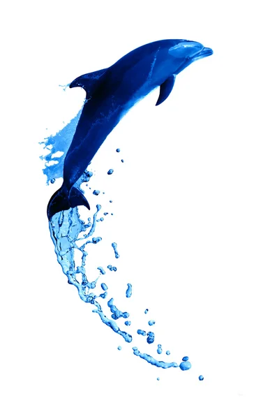Прыжок в высоту дельфина — стоковое фото