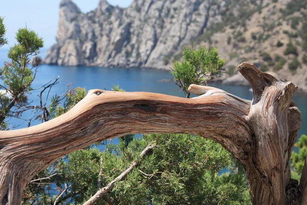 Bello albero curvo — Foto Stock