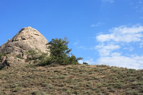 丘の上のツリー — ストック写真