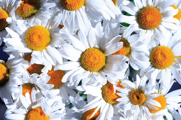 Daisies Background — Stock Photo, Image