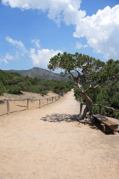 Sökväg i park — Stockfoto