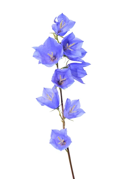 Bluebell på vit — Stockfoto