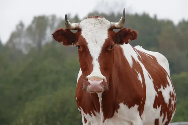 Retrato de vaca — Foto de Stock