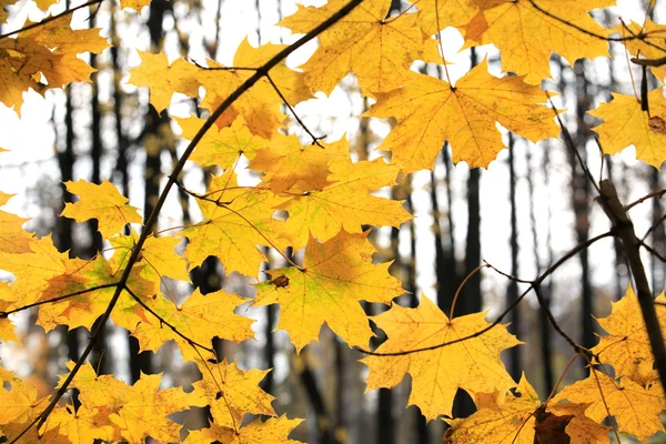 Foresta autunnale — Foto Stock