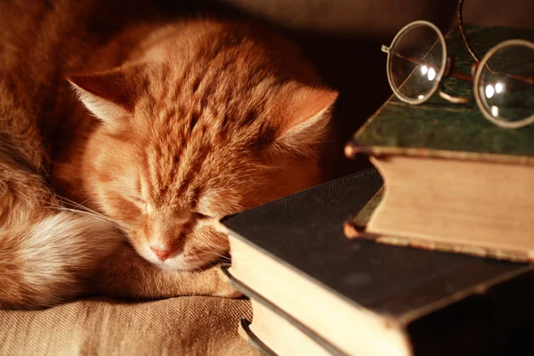 Gato y libros — Foto de Stock