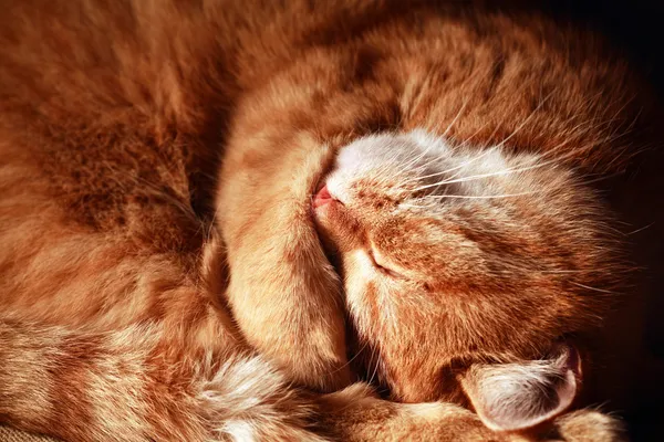 Gato dormido — Foto de Stock