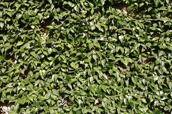 Gröna blad bakgrund — Stockfoto