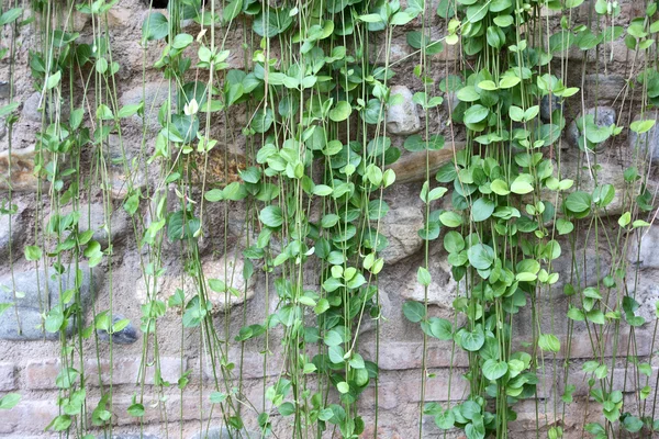 Zöld borostyán a kőfalon — Stock Fotó