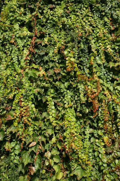 Gröna ivy bakgrund — Stockfoto