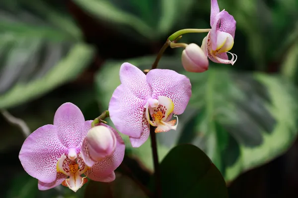 Orchid Blooming — Stock Photo, Image