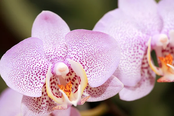 Floraison d'orchidée — Photo