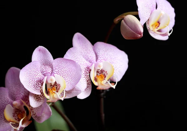 Orchidea kwitnąca — Zdjęcie stockowe