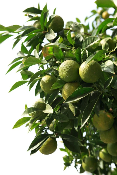 Seville Orange Tree — Stock Photo, Image