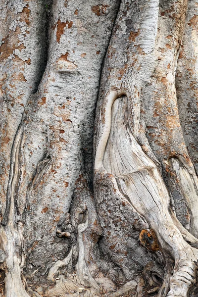 Alter Baum — Stockfoto