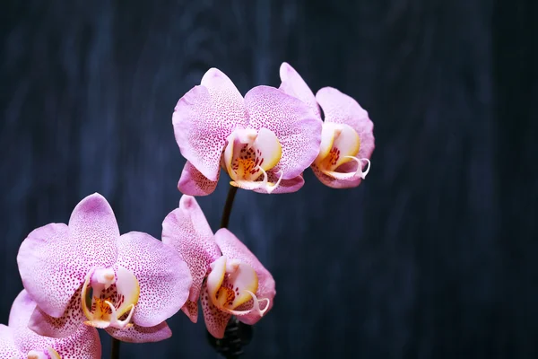 Orchid op donker — Stockfoto