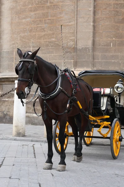 Cavalo e treinador — Fotografia de Stock