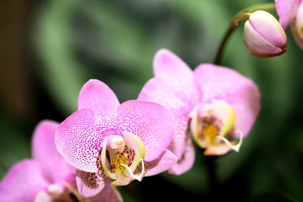 Orchid Blooming — Stock Photo, Image