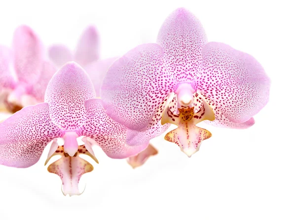 Orchid Flowers — Stock Photo, Image