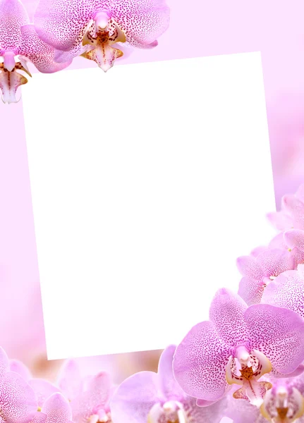 Přání orchidej — Stock fotografie