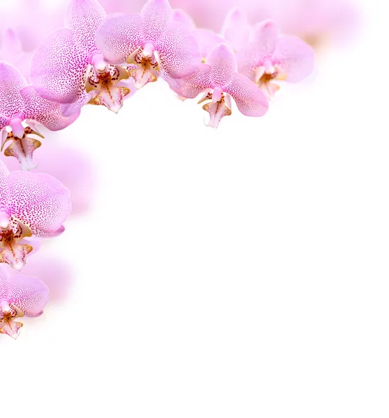 Orchidej hranice — Stock fotografie