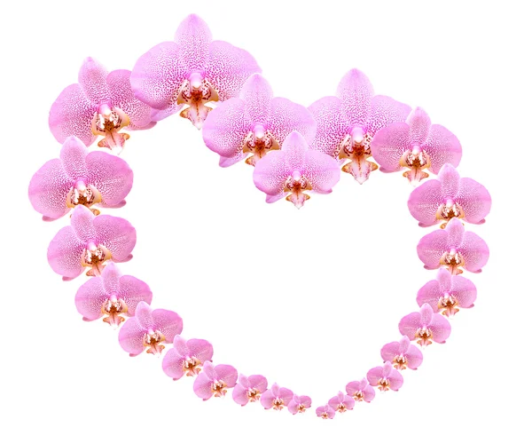 Orchid Heart — Stock Photo, Image
