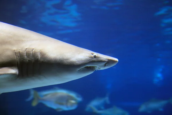 Shark — Stock Photo, Image