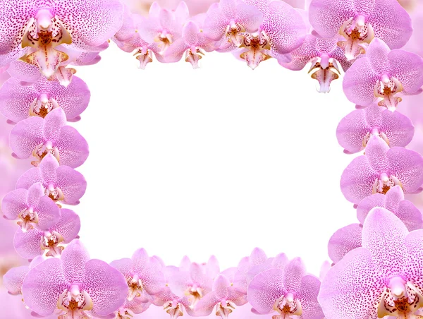 Orchid frame — Stockfoto