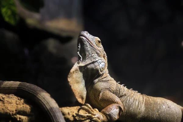 Iguana On Dark — Stock Photo, Image