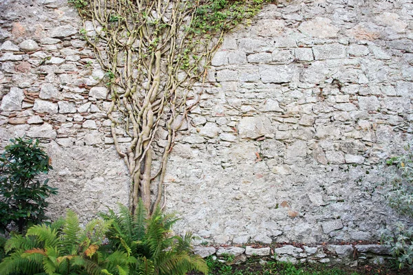 Baum an der Wand — Stockfoto