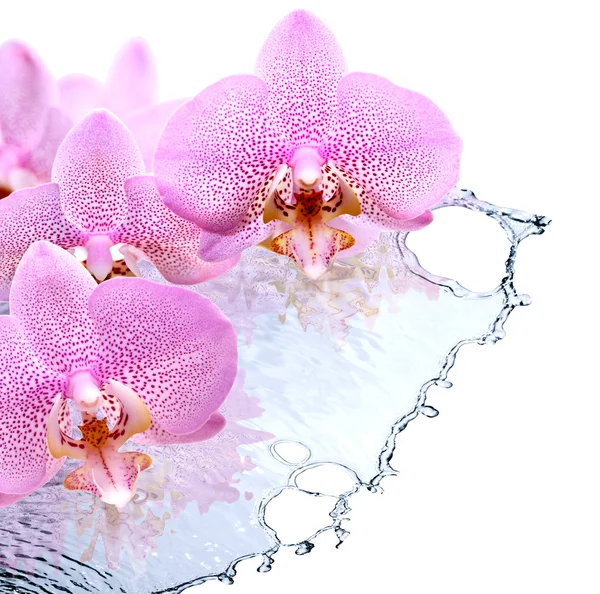 Orquídea e água — Fotografia de Stock