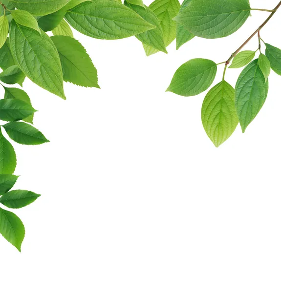 Leaves Border