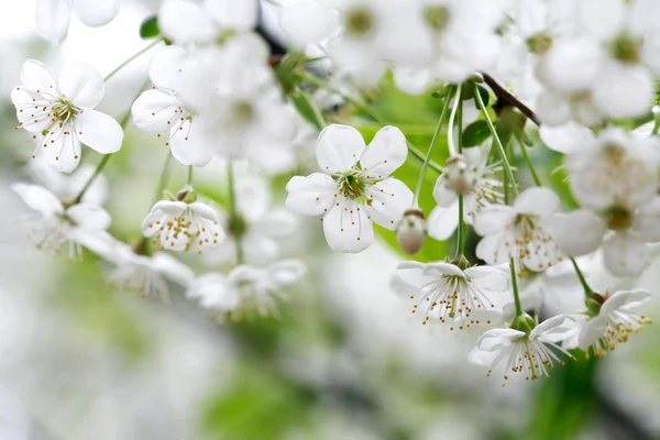 Floraison printanière — Photo