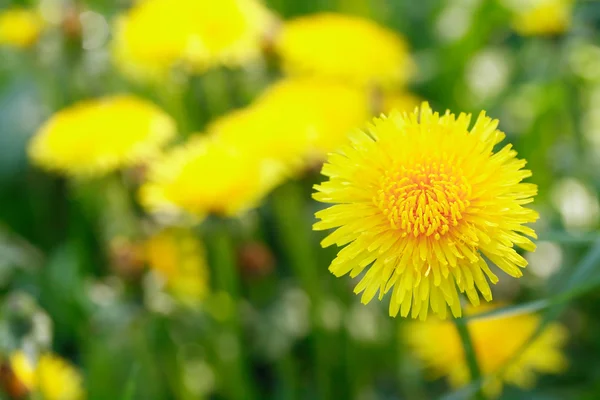 Gele paardebloem — Stockfoto