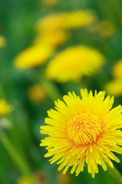 Gele paardebloem — Stockfoto